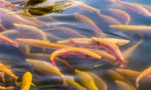 2024钢铁工业行业市场前景及发展形势分析(图5)